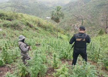 Las autoridades mantienen acciones contra el narcotráfico en diferentes departamentos.