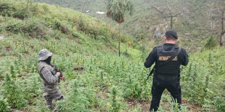 Las autoridades mantienen acciones contra el narcotráfico en diferentes departamentos.