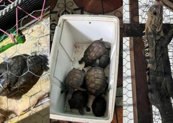 Los ejemplares incautados en la requisa fueron resguardados por agentes de la Diprona y serán entregados al Conap. / Foto: MP.