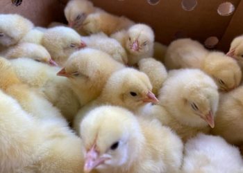 La puesta en marcha de esta iniciativa contempla la instalación de 48 granjas avícolas en cuatro municipios de Petén. / Foto: MAGA.