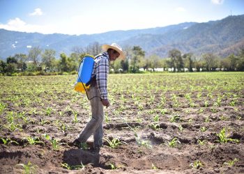 La incorporación de más productos registrados representa una alternativa valiosa, especialmente para pequeños y medianos productores. / Foto: MAGA