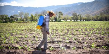 La incorporación de más productos registrados representa una alternativa valiosa, especialmente para pequeños y medianos productores. / Foto: MAGA