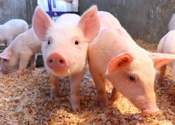 El MAGA emite algunas recomendaciones para proteger a los animales de las altas temperaturas.