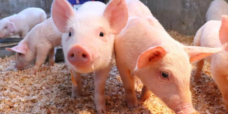 El MAGA emite algunas recomendaciones para proteger a los animales de las altas temperaturas.