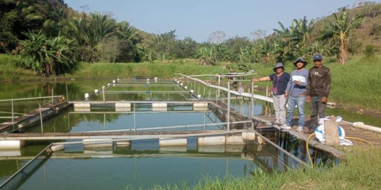 Asistencia fortalece producción acuícola en Petén. / Foto: MAGA.