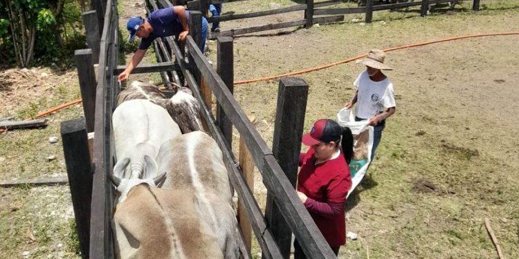 MAGA capacita a ganaderos de Melchor de Mencos. / Foto: MAGA.