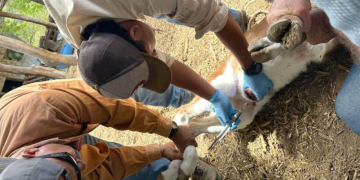 El MAGA mantiene su lucha contra el gusano barrenador del ganado mediante la dispersión de moscas estériles. / Foto: MAGA