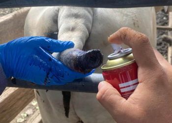 MAGA intensifica acciones para reducir la crisis del gusano barrenador./Foto: MAGA.