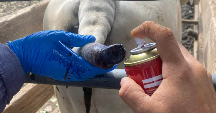 MAGA intensifica acciones para reducir la crisis del gusano barrenador./Foto: MAGA.