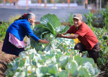 Crédito Tob'anik está dirigido específicamente a pequeños y medianos productores agrícolas guatemaltecos. / Foto: MAGA.