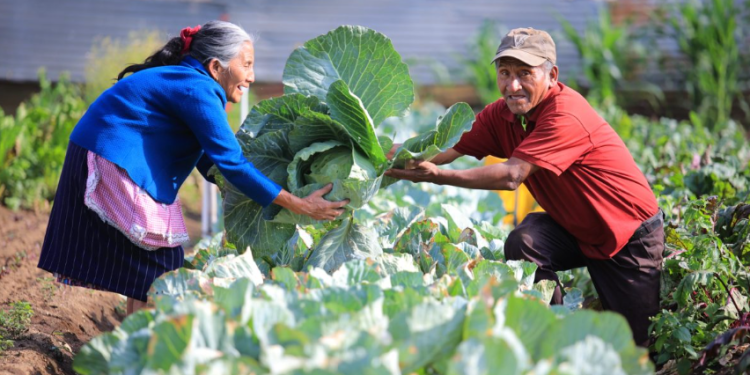 Crédito Tob'anik está dirigido específicamente a pequeños y medianos productores agrícolas guatemaltecos. / Foto: MAGA.