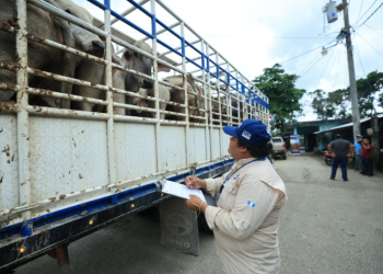 La vigilancia incluye la descarga de los animales en potreros especiales para evitar la propagación del gusano barrenador. / Foto: MAGA