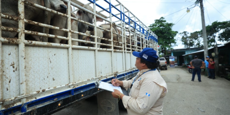 La vigilancia incluye la descarga de los animales en potreros especiales para evitar la propagación del gusano barrenador. / Foto: MAGA
