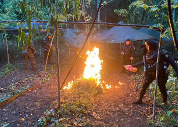 Descubrieron un terreno utilizado para el cultivo ilícito de coca. / Foto: Ejército de Guatemala.