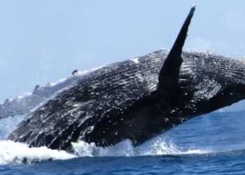 Guatemala asume presidencia rotativa del Proyecto Pacífico Sostenible. (Foto: archivo)