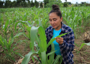 Con esta medida, el MAGA refuerza su compromiso por garantizar transparencia y eficiencia en la entrega de recursos. / Foto: MAGA