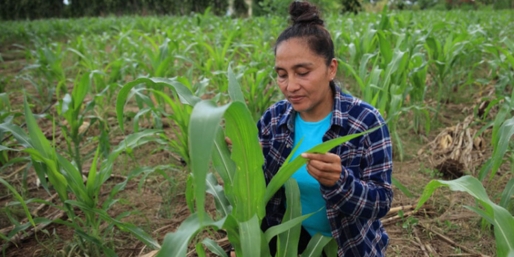 Con esta medida, el MAGA refuerza su compromiso por garantizar transparencia y eficiencia en la entrega de recursos. / Foto: MAGA