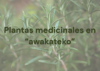 La Academia de Lenguas Mayas de Guatemala (ALMG), comparte contenido educativo en sus plataformas digitales para fortalecer las raíces mayas. / Arte: AGN.