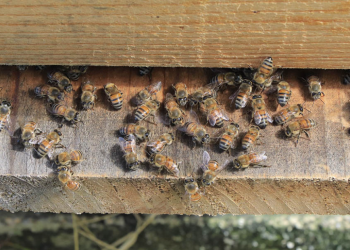La apicultura responsable cuida de las abejas a la vez que lleva miel a los hogares guatemaltecos. / Foto: MAGA.