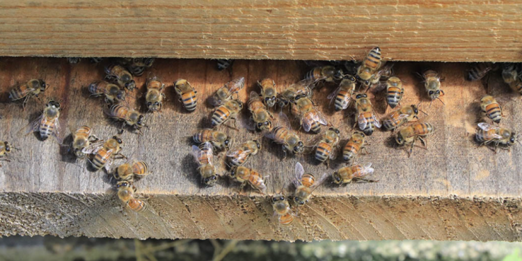 La apicultura responsable cuida de las abejas a la vez que lleva miel a los hogares guatemaltecos. / Foto: MAGA.