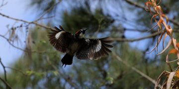 Reto Urbano Naturalista ayuda a identificar las especies que habitan en el país . (Fotos: Gilber García)