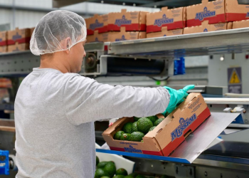 Guatemala más cerca de exportar aguacate a los Estados Unidos