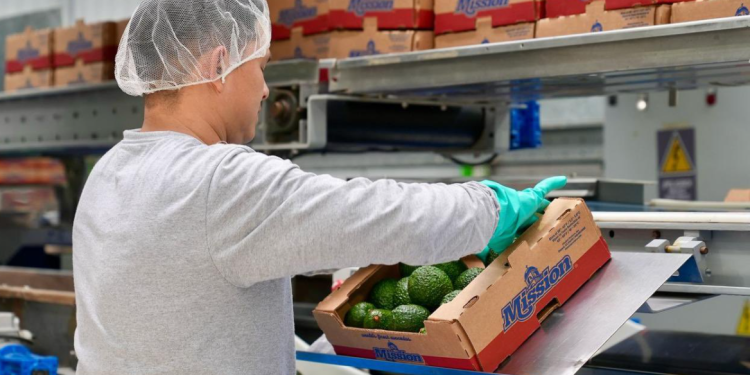 Guatemala más cerca de exportar aguacate a los Estados Unidos