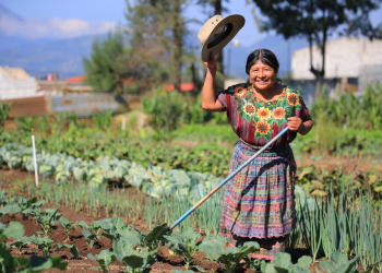 Esta medida está diseñada para extender los beneficios financieros a productores rurales que enfrentan mayores limitaciones para acceder a recursos económicos. / Foto: MAGA