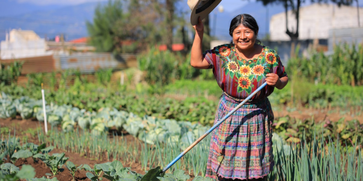 Esta medida está diseñada para extender los beneficios financieros a productores rurales que enfrentan mayores limitaciones para acceder a recursos económicos. / Foto: MAGA