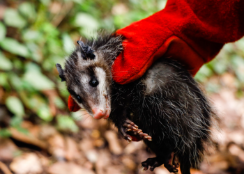 Ante el avistamiento de animales silvestres el Conap comparte recomendaciones. (Foto: Conap)