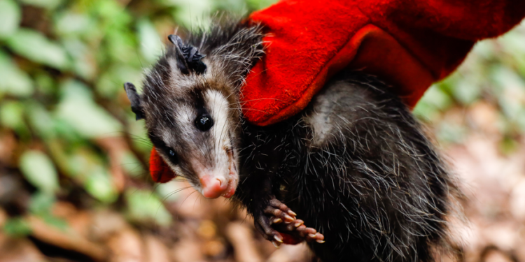 Ante el avistamiento de animales silvestres el Conap comparte recomendaciones. (Foto: Conap)