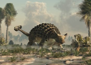 Ejemplar de anquilosaurio. / Foto: Lifeder.