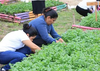 El cilantro o culantro es una planta condimenticia de sabor único. / Foto: MAGA.