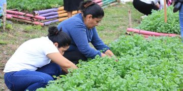 El cilantro o culantro es una planta condimenticia de sabor único. / Foto: MAGA.