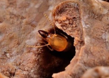 Las termitas están extendiéndose por el planeta aprovechando las embarcaciones. / Foto: Archivo.