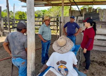 MAGA capacita en Petén sobre enfermedades del ganado bovino. / Foto: MAGA.