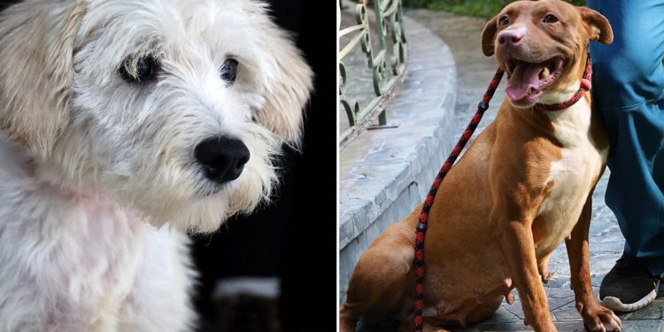 El MAGA le brinda detalles sobre el o los documentos que necesita se viaja con su mascota en Semana Santa.