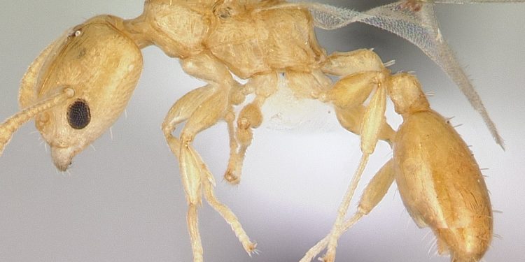 Imagen ilustrativa de una especie de la familia "Nesomyrmex madecassus". / Foto: Wikipedia.