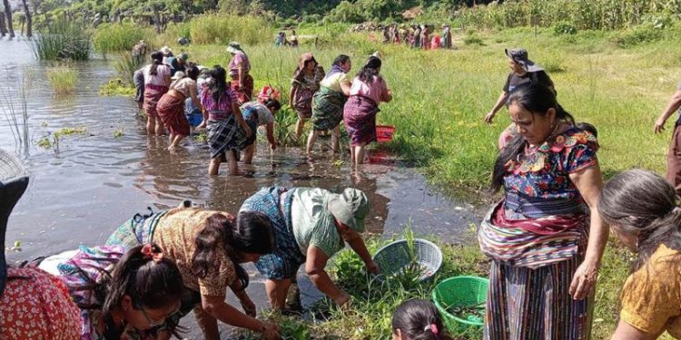 Poyectos comunitarios Mujeres de San Pedro La Laguna, Sololá, trabajan por la conservación del lago de Atitlán.