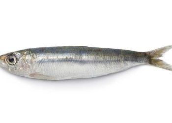 Protección de la sardina forma parte de veda establecida por el MAGA. / Foto: BIOenciclopedia.