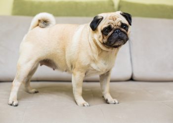 Perros carlinos y gatos persas comparten caras achatadas por la selección artificial