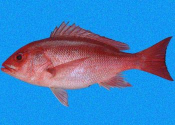 Veda establecida por el MAGA tiene por objetivo proteger al pargo. / Foto: Shorefishes.