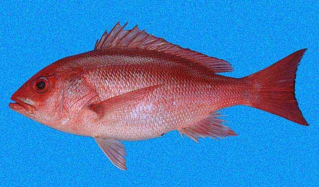 Veda establecida por el MAGA tiene por objetivo proteger al pargo. / Foto: Shorefishes.