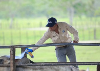 Estas acciones buscan evitar la propagación del gusano barrenador del ganado y proteger la producción ganadera. / Foto: MAGA