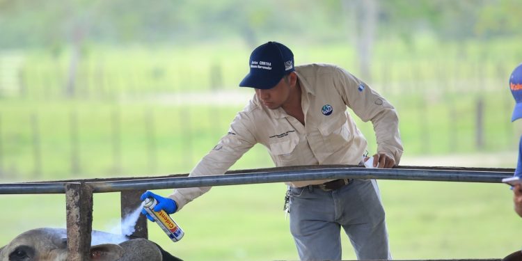 Estas acciones buscan evitar la propagación del gusano barrenador del ganado y proteger la producción ganadera. / Foto: MAGA