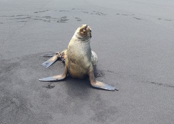 León marino recibe atención del Conap. / Foto: Conap.