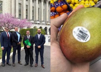 Impulsan la exportación de mango guatemalteco. / Foto: Minex.
