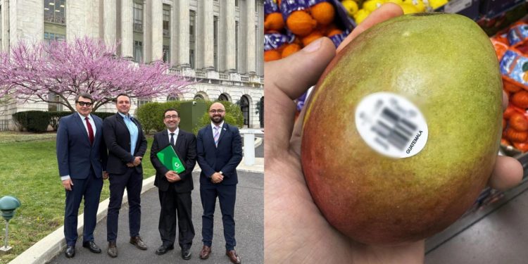 Impulsan la exportación de mango guatemalteco. / Foto: Minex.