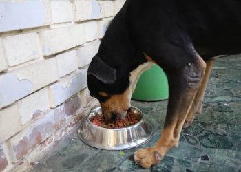 Proveer un espacio con sombra y ventilación es crucial para evitar golpes de calor. / Foto: MAGA