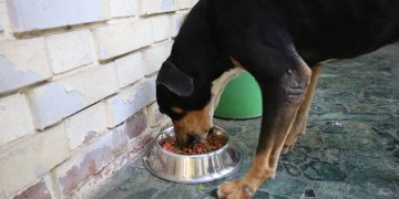 Proveer un espacio con sombra y ventilación es crucial para evitar golpes de calor. / Foto: MAGA